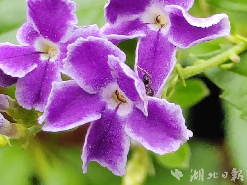 850九线拉王
